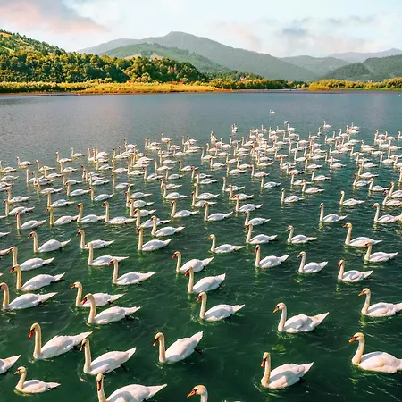 Beli Labod * メドヴォデ