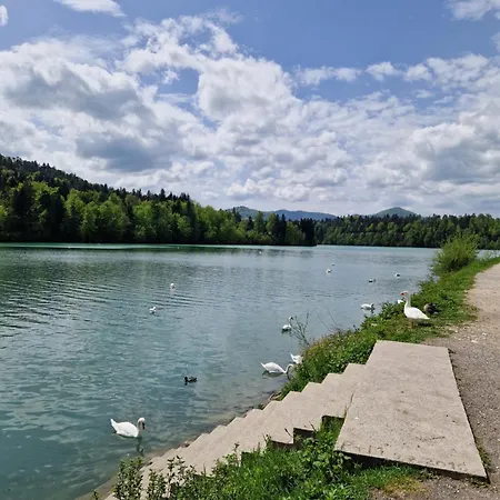 Beli Labod * メドヴォデ