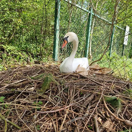 Beli Labod メドヴォデ