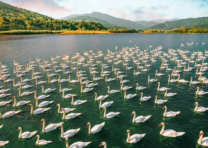 Beli Labod * Medvode