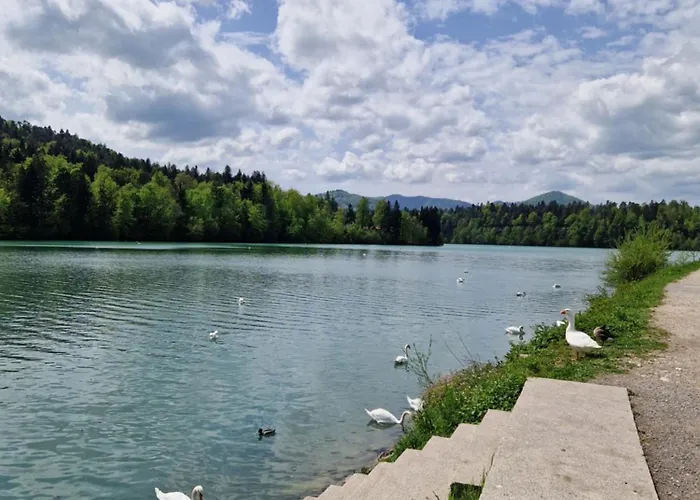 Beli Labod * Medvode